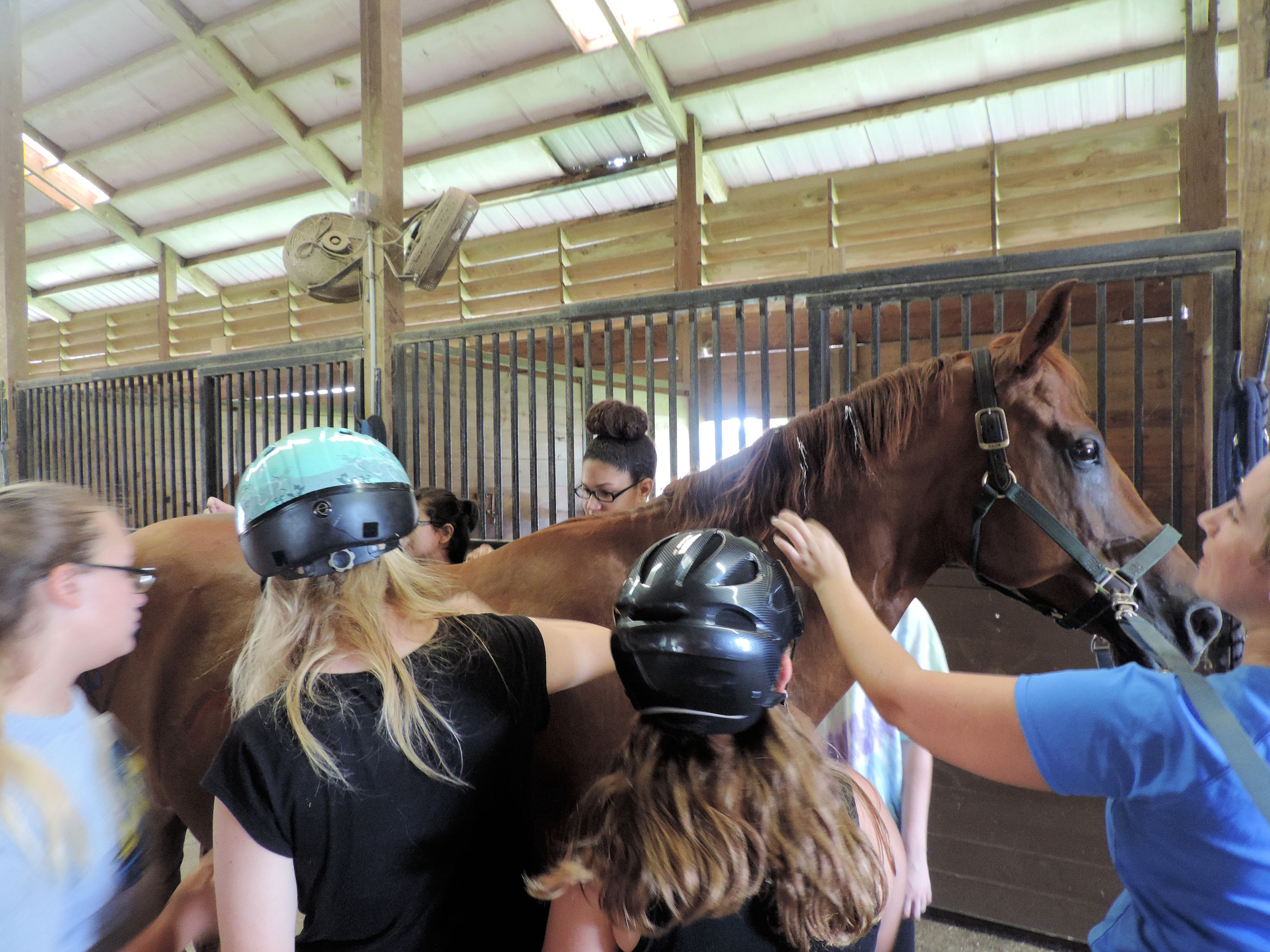 Unmounted horse therapies